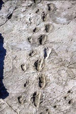 Laetoli hominid trackway.