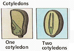Cotyledons