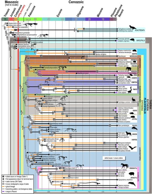 phylogenetic analysis of placental mammal evolution - from O'Leary et al 2013