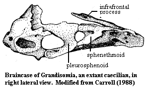 Grandisonia