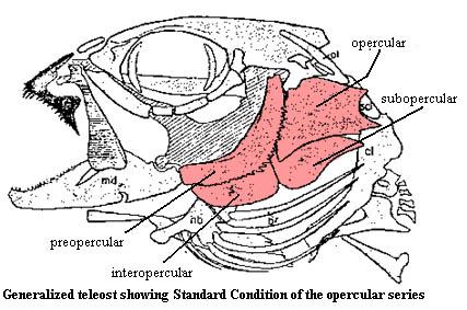 Opercular series: Standard condition