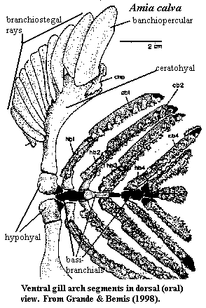 Amia ventral gill arch elements from Grande & Bemis (1998).