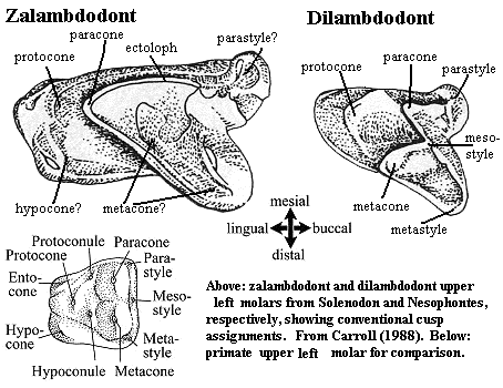Zalambdodont and dilambdodont upper right molars from insectivores