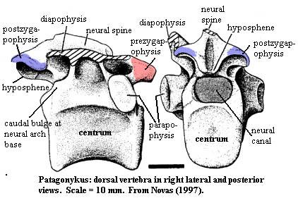 Patagonykus dorsal vertebra