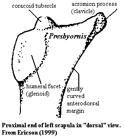 Presbyornis left proximal scapula