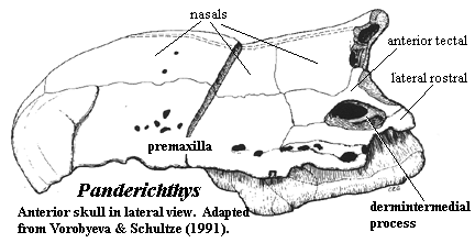Dermintermedial process. Vorobyeva & Schultze (1991).