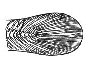 Diphycercal tail
