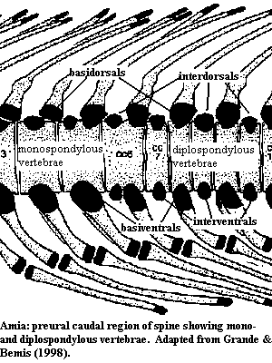 Amia preural caudal spine from Grande & Bemis (1998)