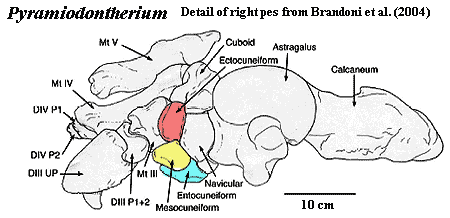 Ectocuneiform (Pyramiodontherium) Brandoni et al. (2004)