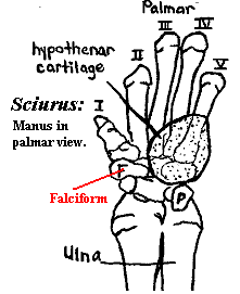 Falciform bone: Sciurus manus in palmar view