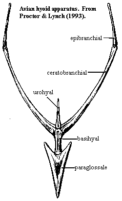 Avian hyoid apparatus from Proctor & Lynch (1993)