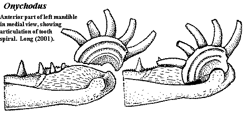 Parasymphysial tooth whorl from Long (2001)