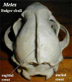 Sagittal crest