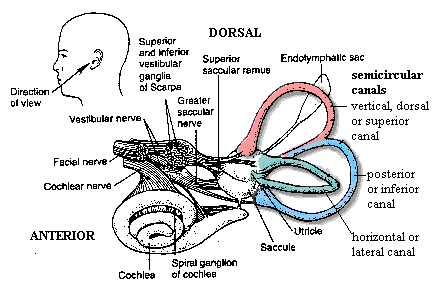 Human ear with SCCs