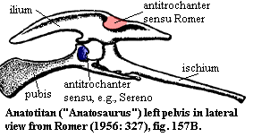 Anatotitan left pelvis from Romer (1956)