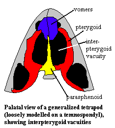 interpterygoid vacuities