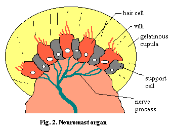 Neuromast organ