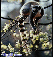 Ring-tail lemur
