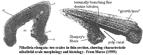 Nikoliviid scales showing Sharpey's fibers