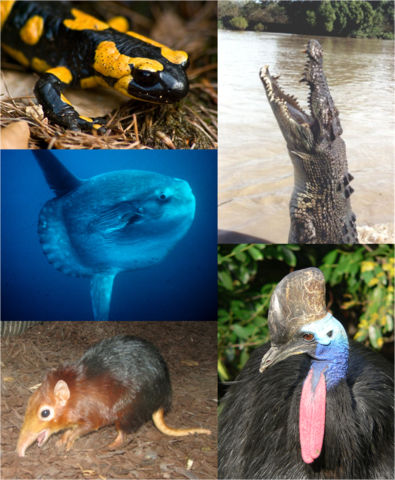 Representative vertebrates: Fire Salamander, Saltwater Crocodile, Southern Cassowary, Black-and-rufus Giant Elephant Shrew, Ocean Sunfish