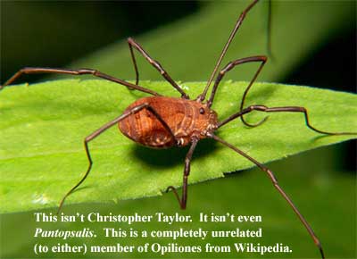 Opiliones.  