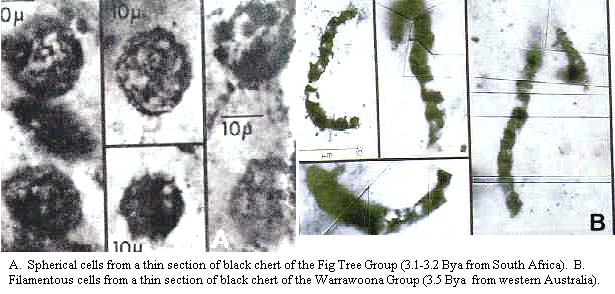 Early cells