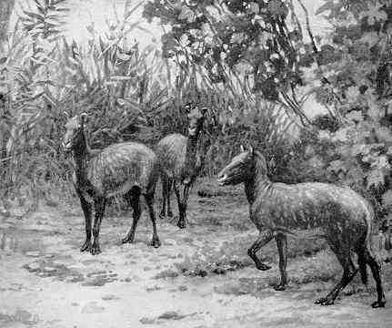 Hyracotherium