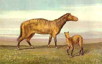 Protohippus