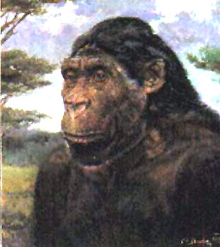 Australopithecus