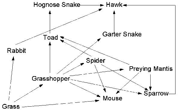 the food chain