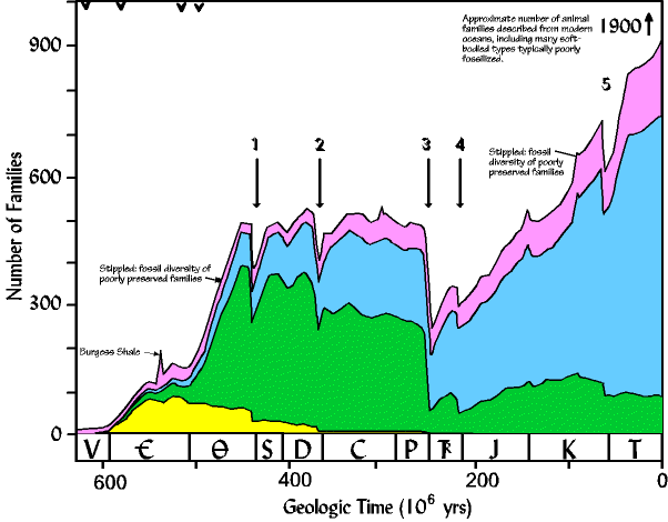 Phanerozoic taxonomic diversity