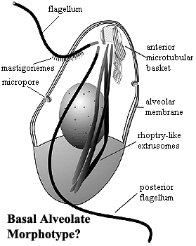 Alveolate morphotype from Siddall et al. (2001)