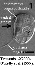 Trimastix: live cell in lateral view