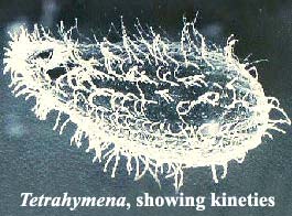 Kineties on Tetrahymena