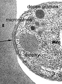 microneme activation during Apicomplexan infection