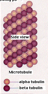 Microtubule structure