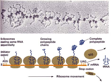 ribosomes