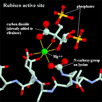 Rubisco active site