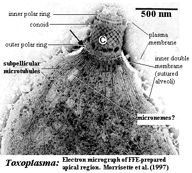 Toxoplasma apical region from Morrisette et al. (1997)