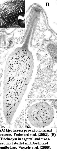 Trichocyst views.  Froissard et al. (2002) & Vayssie et al. (2000)