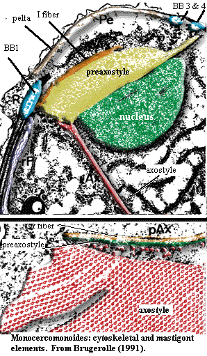 Monocercomonoides mastigont & cytoskeletal elements