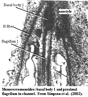 Monocercomonoides BB1 and proximal flagellum in channel.  Simpson et al. (1999)