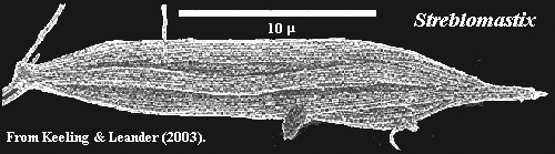 Streblomastix: from Keeling & Leander (2003)