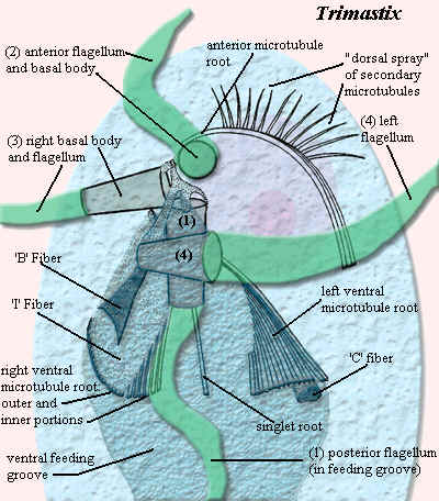 Trimastix detail of ventral view adapted from O'Kelly et al (1999)