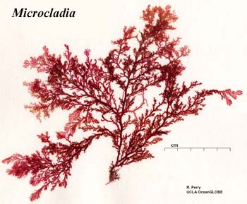 Microcladia