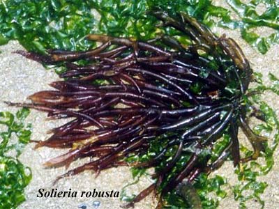 Solieria robusta