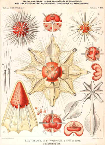 Acantharea: plate from Haekel