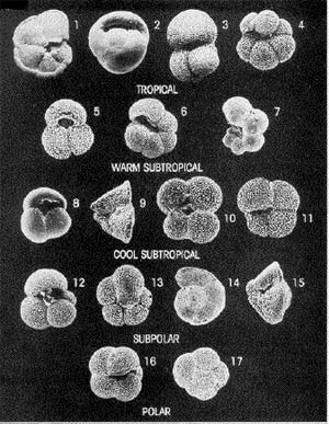 Foraminifera