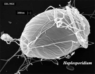 Haplosporidium