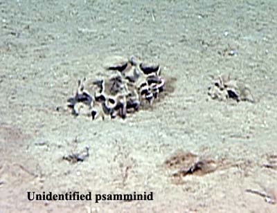 Unidentified Psamminid